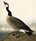 John James Audubon Canvas Paintings - Canada Goose(1)